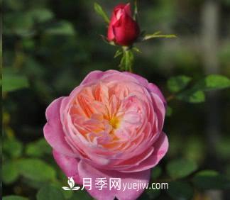 不可錯過(guò)的經(jīng)典灌木月季品種介紹大全！(圖26)