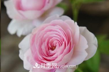 不可錯過(guò)的經(jīng)典灌木月季品種介紹大全！(圖25)