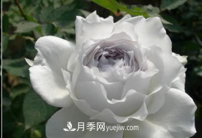不可錯過(guò)的經(jīng)典灌木月季品種介紹大全！(圖27)