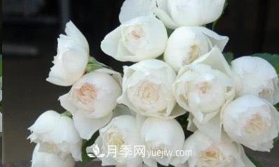 不可錯過(guò)的經(jīng)典灌木月季品種介紹大全！(圖30)