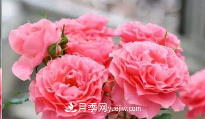 不可錯過(guò)的經(jīng)典灌木月季品種介紹大全！(圖24)