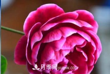 不可錯過(guò)的經(jīng)典灌木月季品種介紹大全！(圖28)