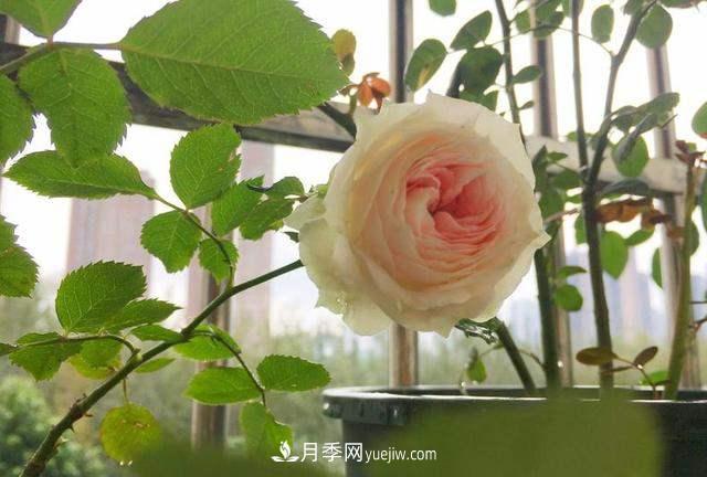 帶你快速了解月季的不同種類(lèi)！(圖1)