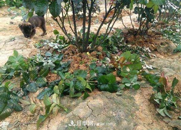 帶你快速了解月季的不同種類(lèi)！(圖3)