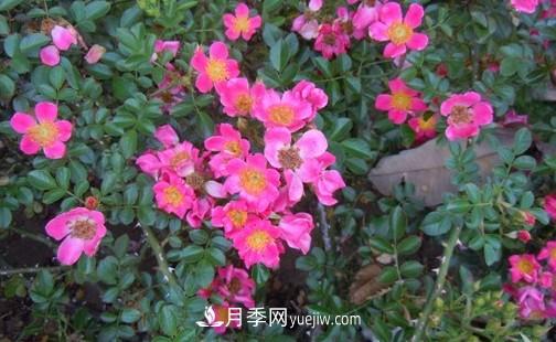 帶你快速了解月季的不同種類(lèi)！(圖4)