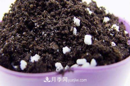 盆栽月季應需要什么樣的土壤？(圖1)