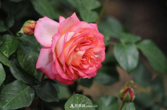 治蟲(chóng)害還會(huì )傷到月季？這種蟲(chóng)子讓花友左右為難(圖1)