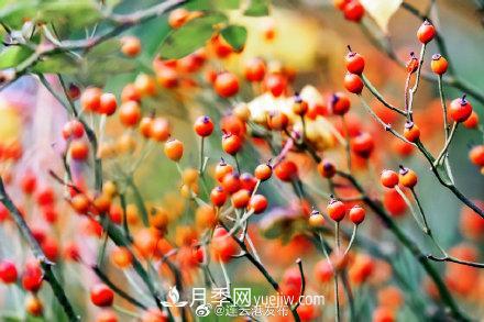 江蘇連云港東海：霜打紅葉 秋滿(mǎn)枝頭(圖2)