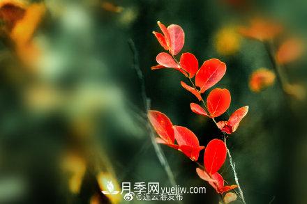 江蘇連云港東海：霜打紅葉 秋滿(mǎn)枝頭(圖3)