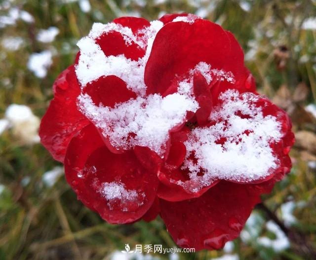 冬天也能叫月季起床開(kāi)花？幾個(gè)簡(jiǎn)單步驟讓月季不再賴(lài)床(圖1)
