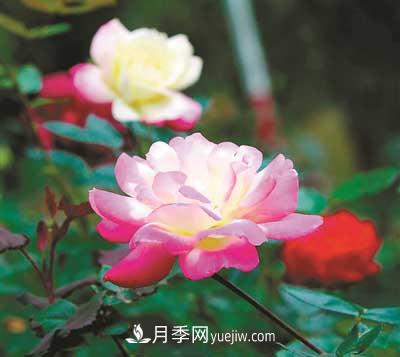 一展紅顏為知音 杭州花圃月季正當時(shí)(圖1)