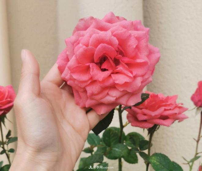 月季花特怕紅蜘蛛，治一治，長(cháng)得更旺更健康(圖1)