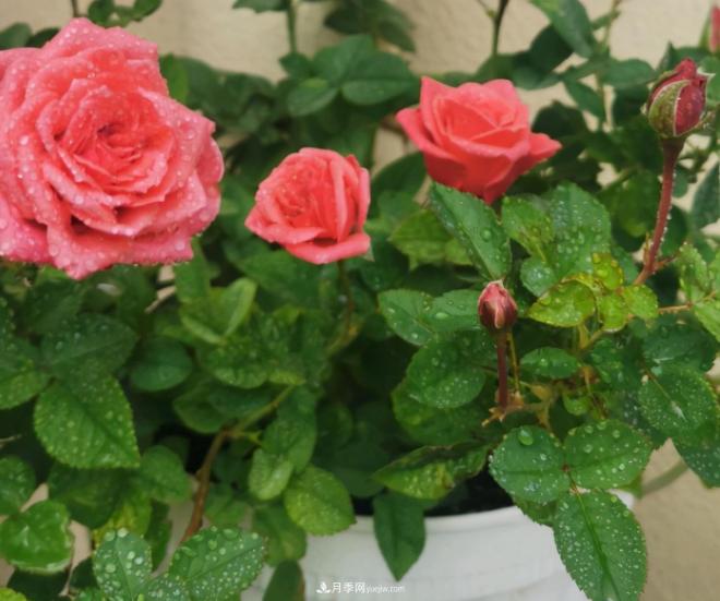月季花特怕紅蜘蛛，治一治，長(cháng)得更旺更健康(圖2)