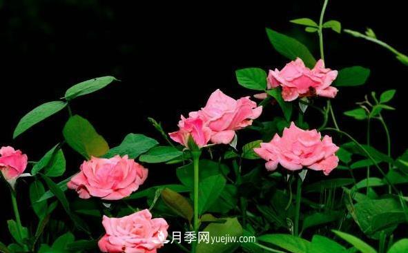 月季該如何扦插，春秋兩季這樣扦插10-20天就生根(圖2)
