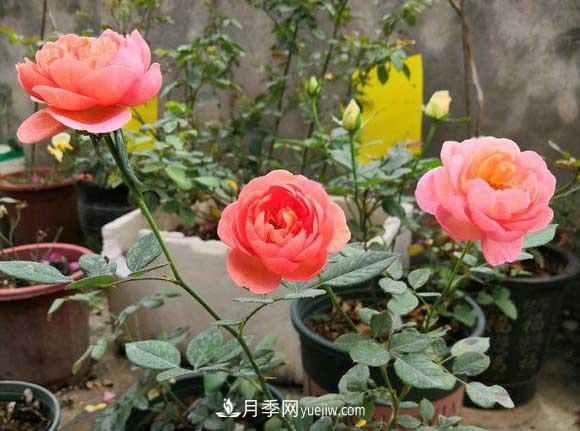 輕松3招養月季，四季開(kāi)花不斷成“花?！?圖1)