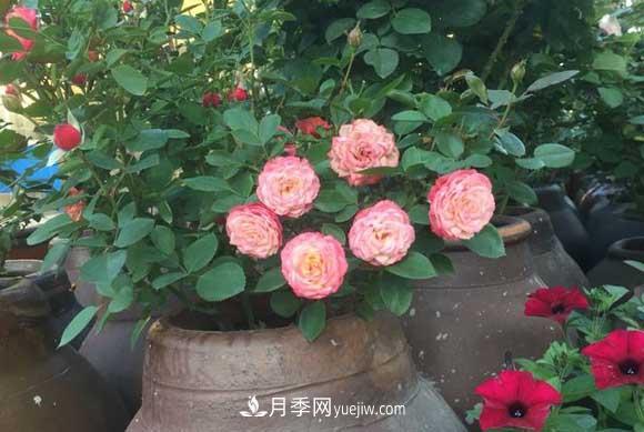 輕松3招養月季，四季開(kāi)花不斷成“花?！?圖2)