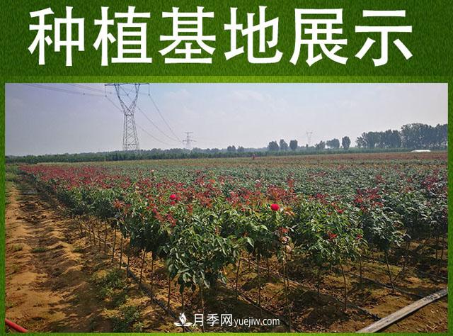 網(wǎng)紅樹(shù)狀月季，“棒棒糖月季”批發(fā)(圖5)