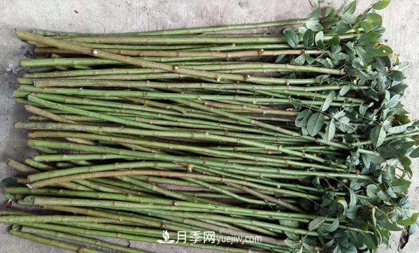 棒棒糖月季這么漂亮，南陽(yáng)月季花農是如何嫁接出來(lái)的？(圖2)