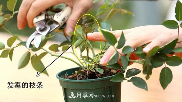 月季小苗冬天剪不剪？(圖2)