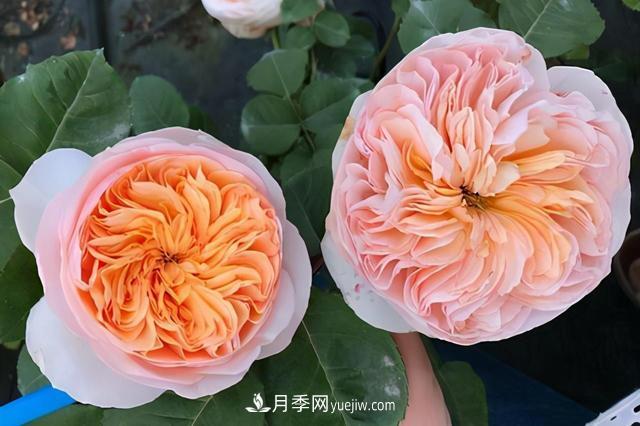 這3個(gè)月季品種是陽(yáng)臺霸主，喜歡月季花的人都在種植(圖1)