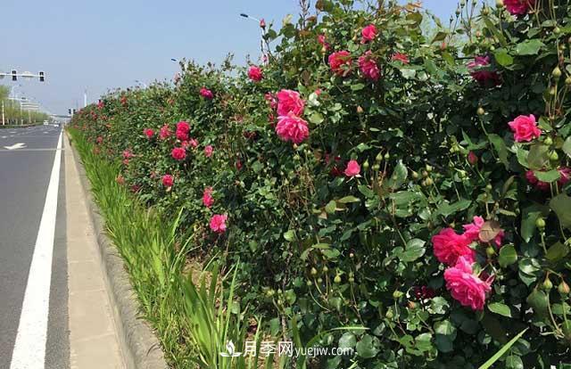 藤本月季三季開(kāi)花的秘訣(圖1)