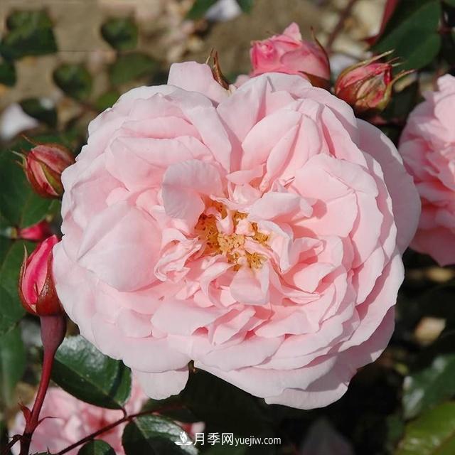 熱銷(xiāo)的8種月季花，沒(méi)養的都后悔了！(圖7)
