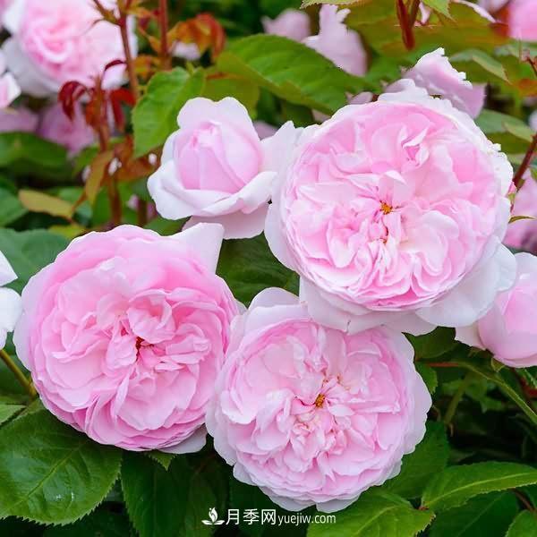 熱銷(xiāo)的8種月季花，沒(méi)養的都后悔了！(圖8)