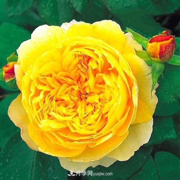 熱銷(xiāo)的8種月季花，沒(méi)養的都后悔了！(圖2)