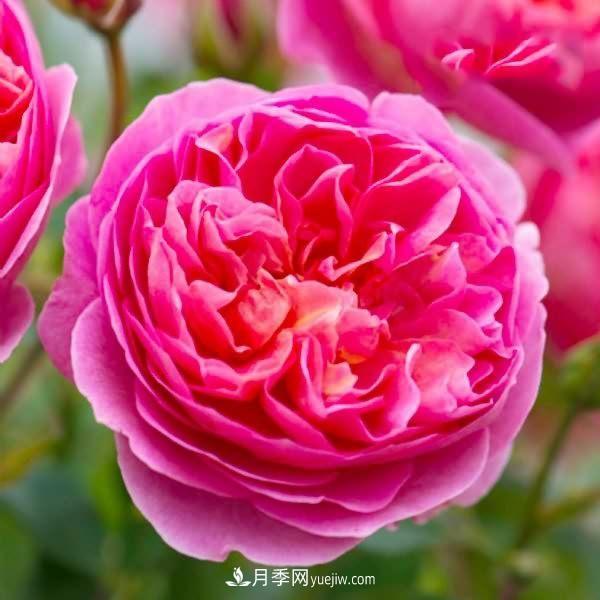 熱銷(xiāo)的8種月季花，沒(méi)養的都后悔了！(圖3)