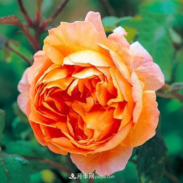 熱銷(xiāo)的8種月季花，沒(méi)養的都后悔了！(圖1)