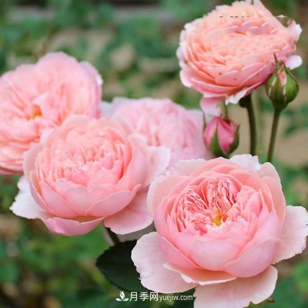 熱銷(xiāo)的8種月季花，沒(méi)養的都后悔了！(圖6)