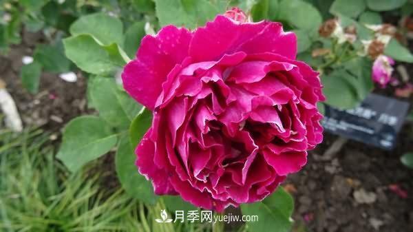 熱銷(xiāo)的8種月季花，沒(méi)養的都后悔了！(圖5)
