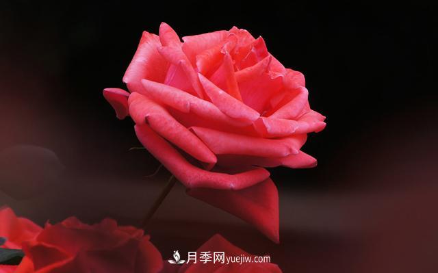 切花月季是什么呢？(圖1)