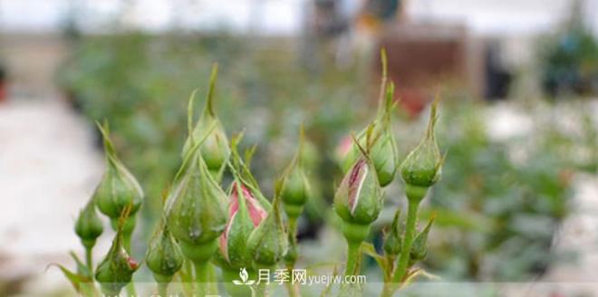 月季花有必要疏蕾嗎？(圖1)