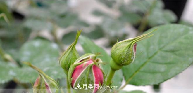 月季花有必要疏蕾嗎？(圖2)