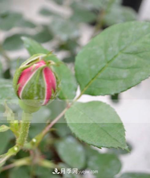 月季花有必要疏蕾嗎？(圖3)