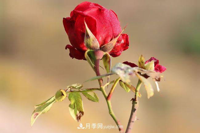 初冬拍月季，花稀別樣美(圖3)