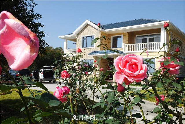 湖北宜昌美麗鄉村：月季花與農家樓房相映美(圖1)