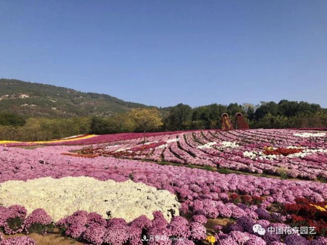 內外聯(lián)合，中國花海探索發(fā)展之道(圖1)