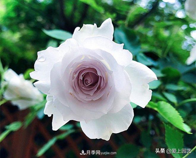 清新出塵的日本“仙女”月季，再難養也不能抗拒(圖3)