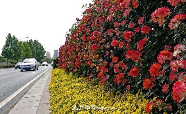 2021年，綠化月季上高架會(huì )成為潮流嗎？(圖4)