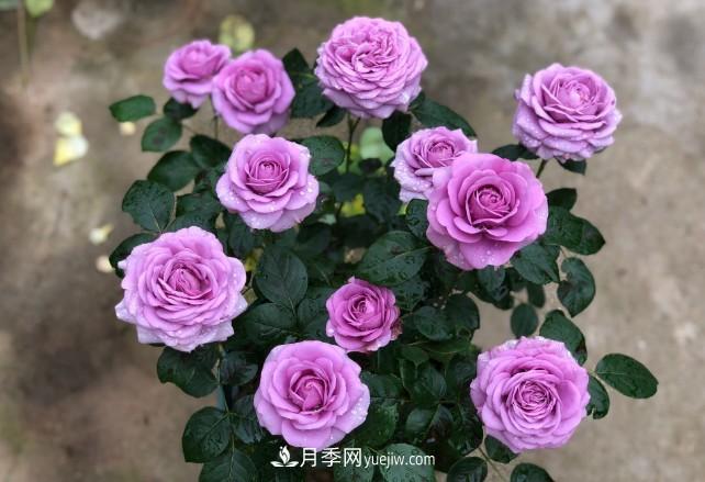 盆栽大花月季不如選微型，花型緊湊品種繁多，一次開(kāi)花上百朵(圖2)