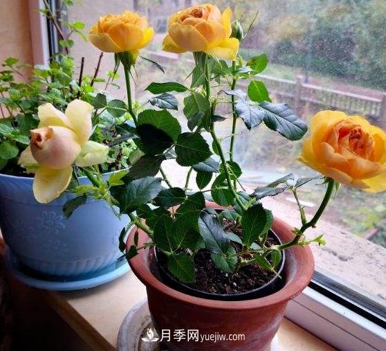盆栽大花月季不如選微型，花型緊湊品種繁多，一次開(kāi)花上百朵(圖1)