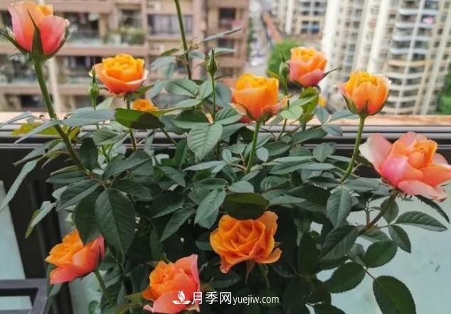 盆栽大花月季不如選微型，花型緊湊品種繁多，一次開(kāi)花上百朵(圖3)