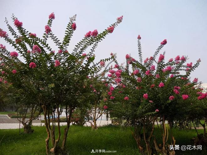 叢生苗木市場(chǎng)火熱，如何輕松登上銷(xiāo)量榜首？(圖2)