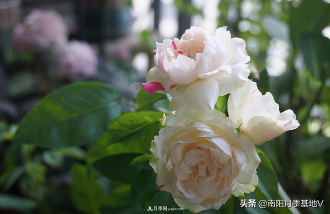 這8種月季，光聽(tīng)名字就想一口吃掉，真的秀色可餐(圖2)