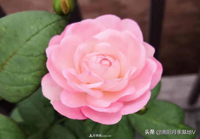 這8種月季，光聽(tīng)名字就想一口吃掉，真的秀色可餐(圖1)