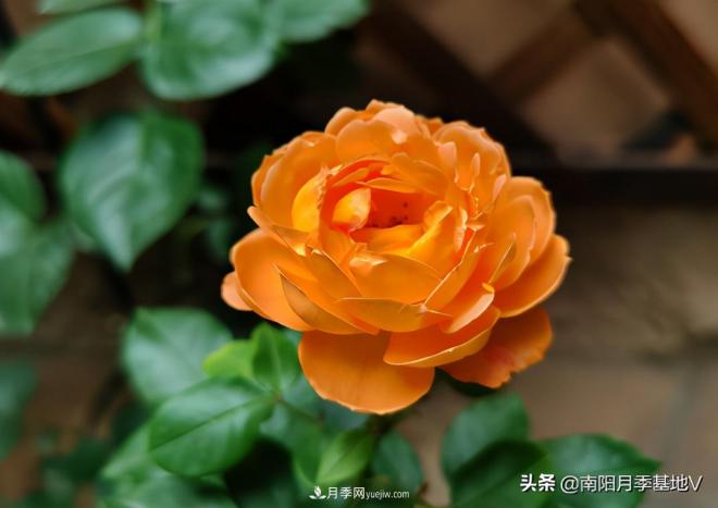 這8種月季，光聽(tīng)名字就想一口吃掉，真的秀色可餐(圖6)