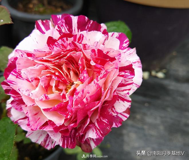 這8種月季，光聽(tīng)名字就想一口吃掉，真的秀色可餐(圖5)