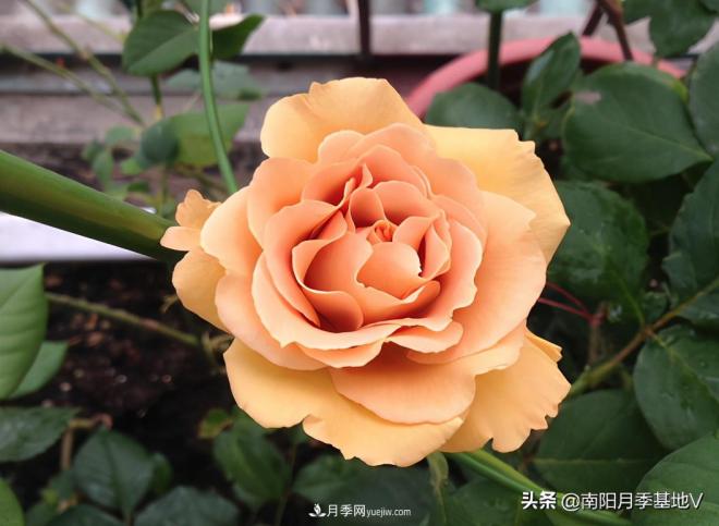 這8種月季，光聽(tīng)名字就想一口吃掉，真的秀色可餐(圖8)